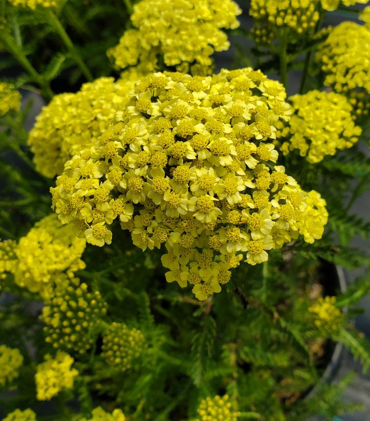 Achillea millefolium 'Sunny Seduction'