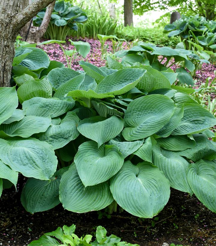 Hosta 'Big Daddy'