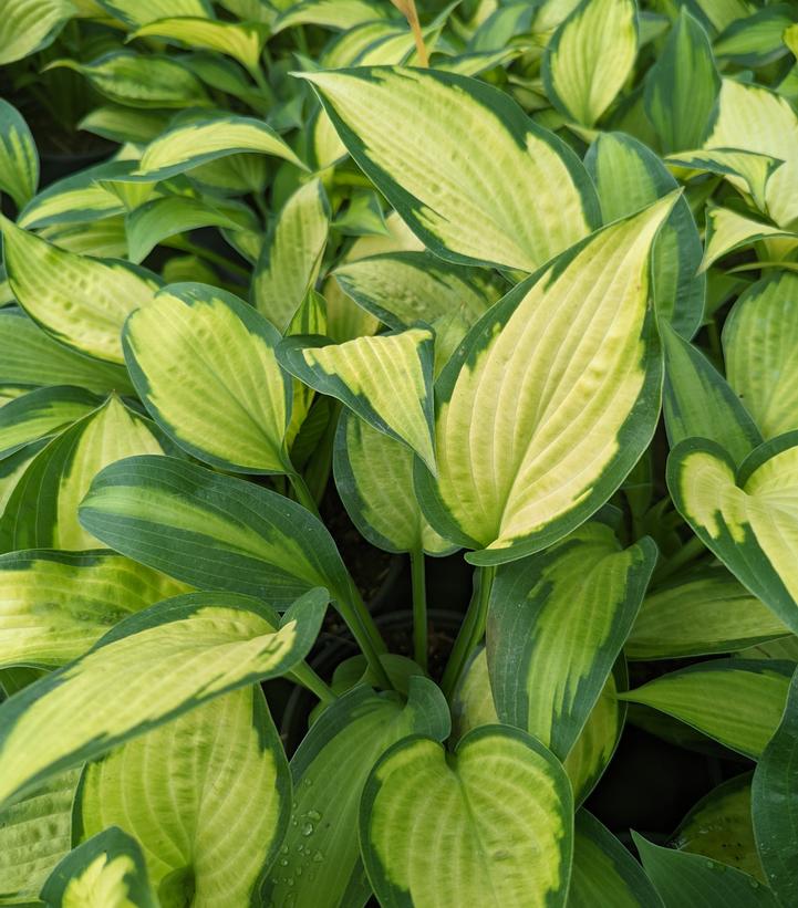 Hosta Pauls Glory