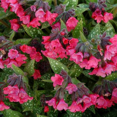 Pulmonaria 'Shrimps on the Barbie'