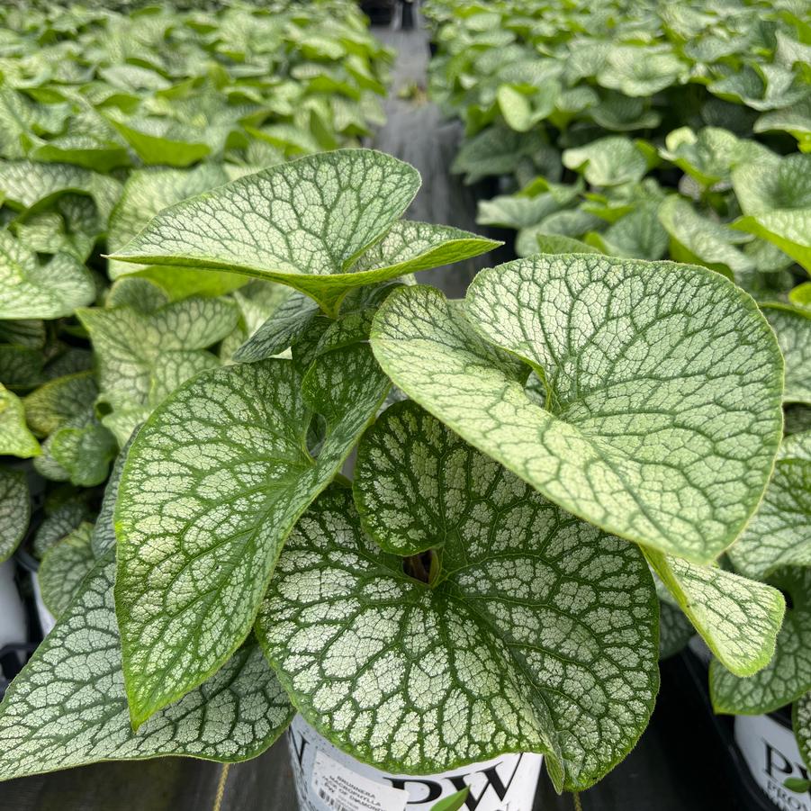 Brunnera macrophylla 'Jack of Diamonds'