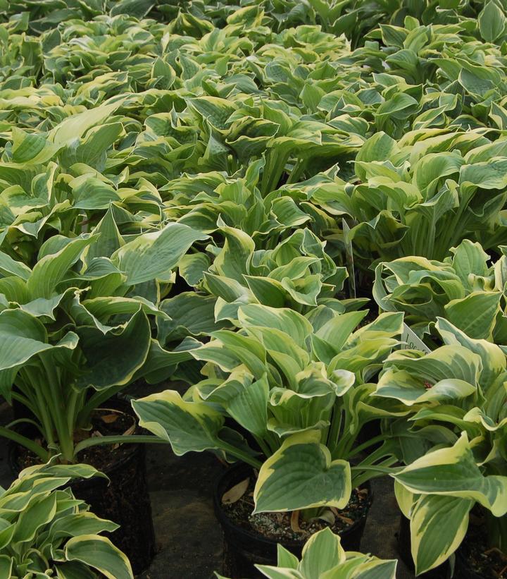 Hosta Wide Brim