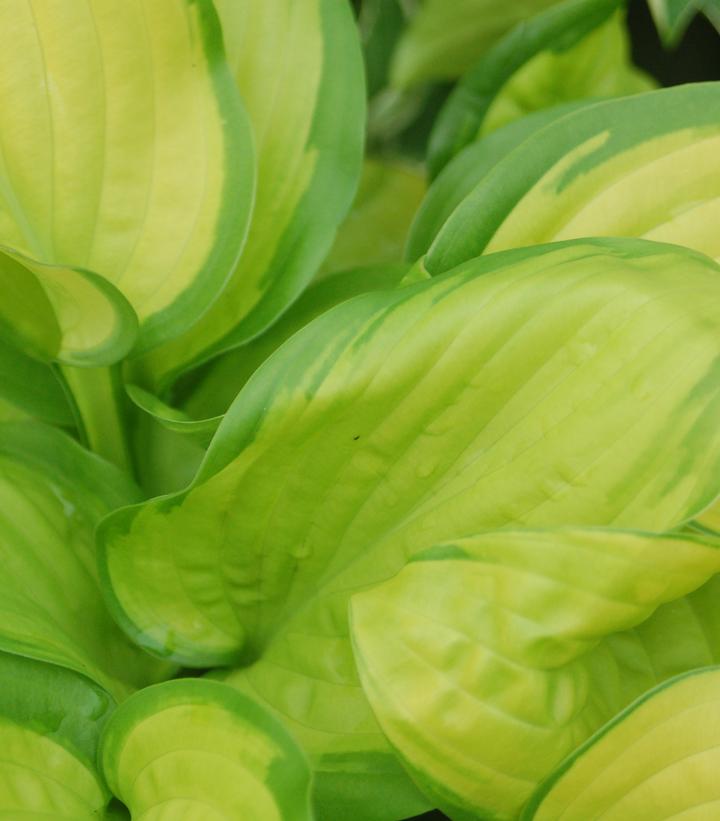 Hosta 'Stained Glass'