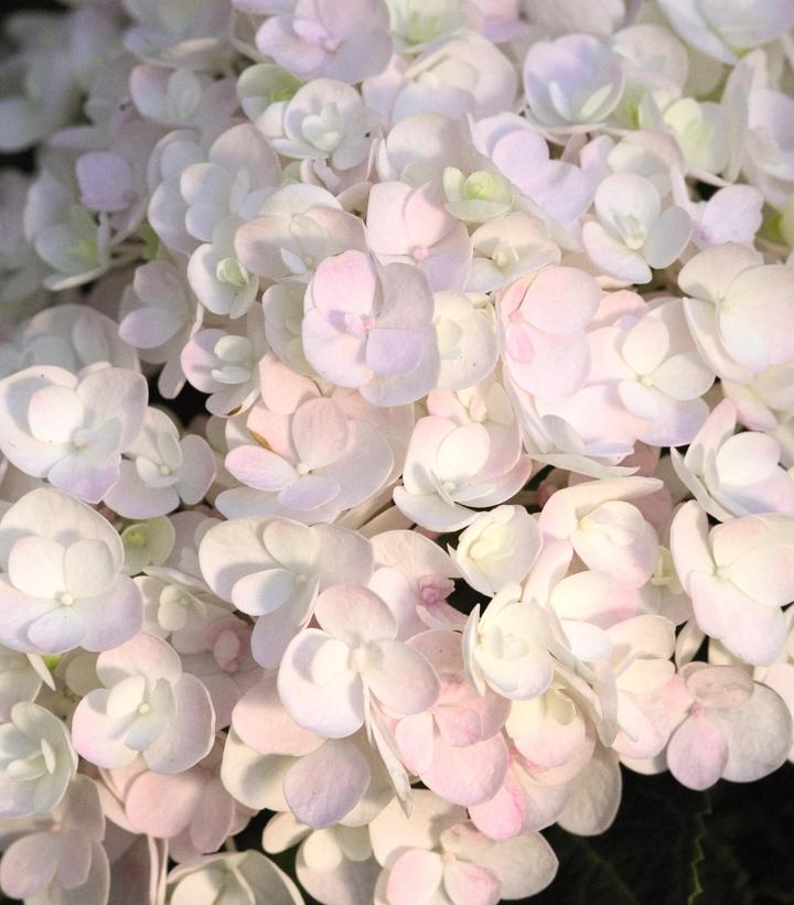 Hydrangea mac. Endless Summer® Collection Endless Summer® Blushing Bride®