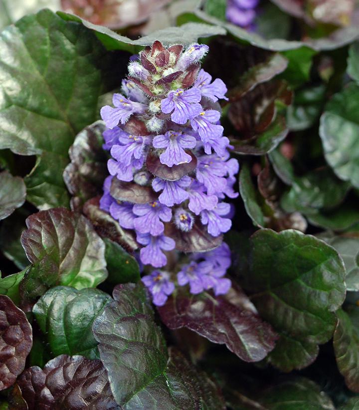 Ajuga Black Scallop