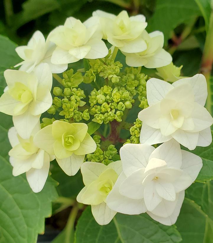 Hydrangea mac. Wedding Gown™