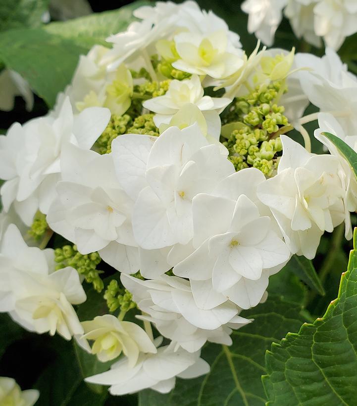 Hydrangea mac. Wedding Gown™