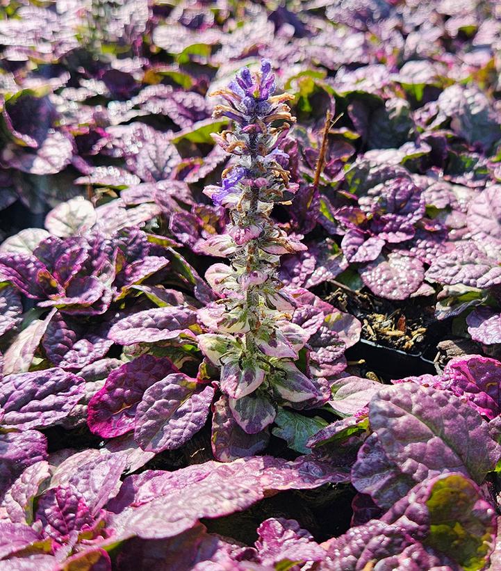 Ajuga reptans 'Burgundy Glow'