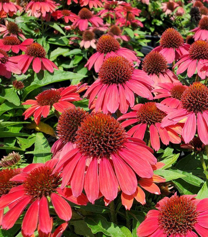 Echinacea x Sunmagic Vintage Ruby