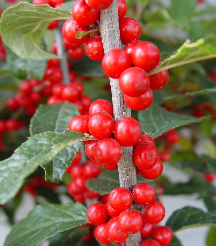 Ilex verticillata 