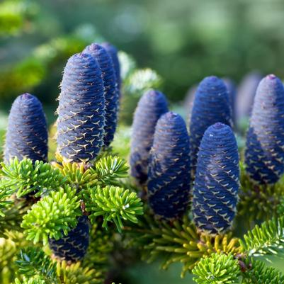 Abies nordmanniana 