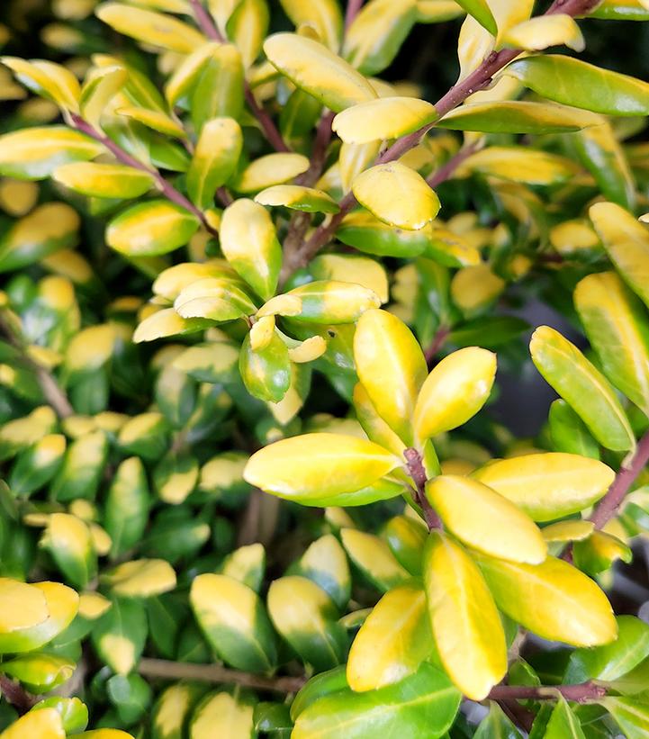 Ilex crenata Drops of Gold