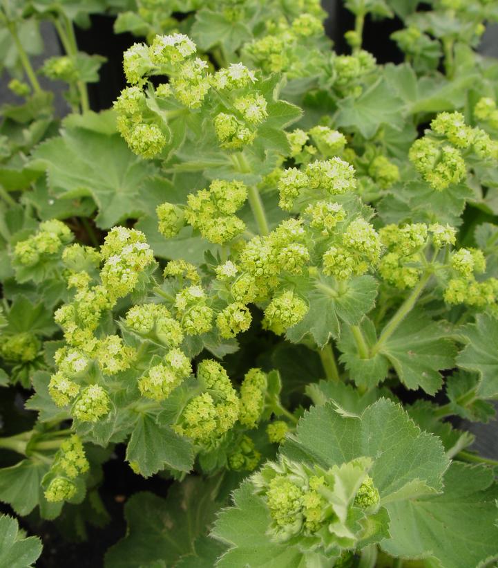 Alchemilla mollis 