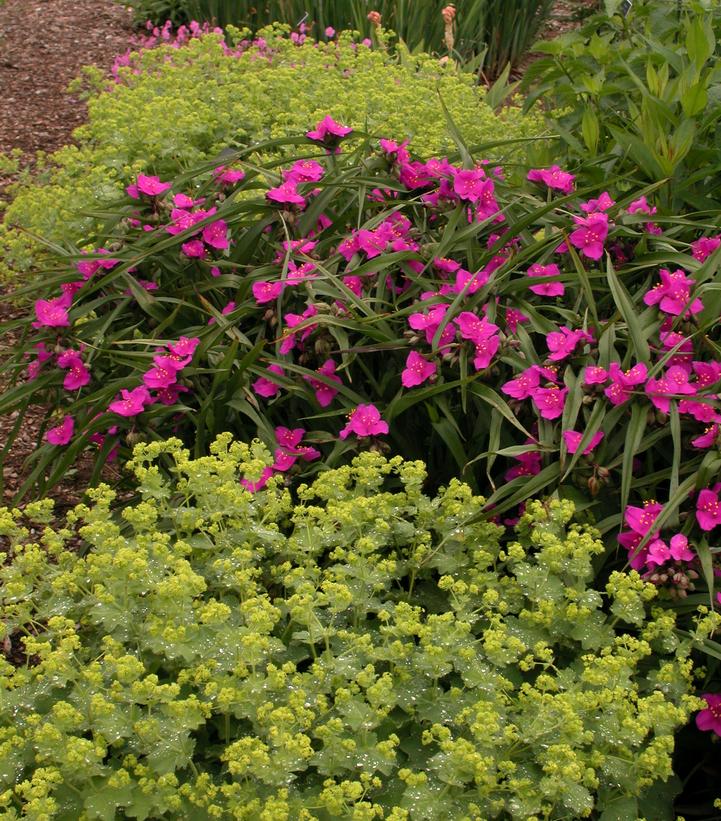 Alchemilla mollis 