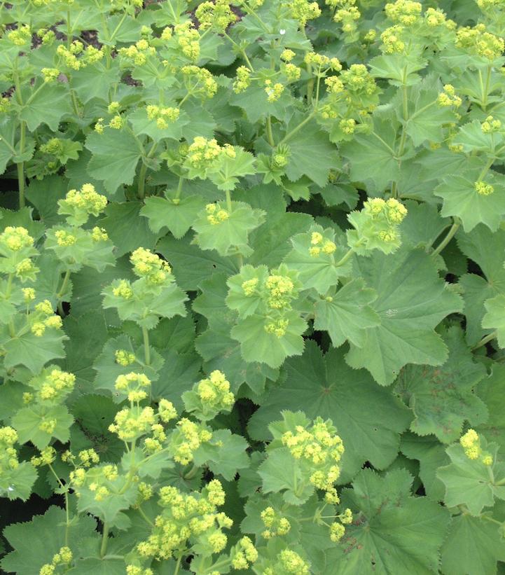 Alchemilla mollis 