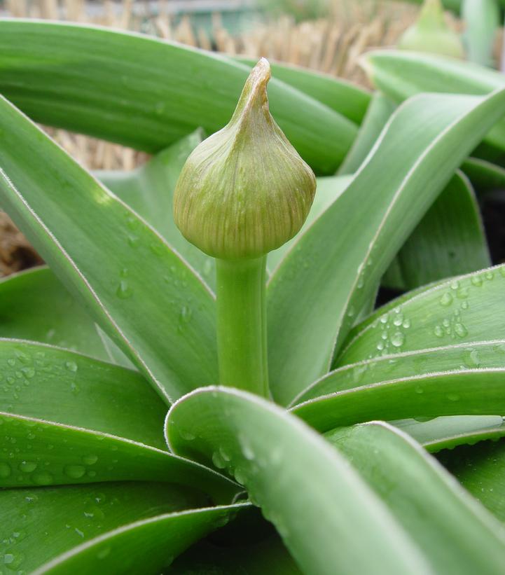 Allium 'Globemaster'