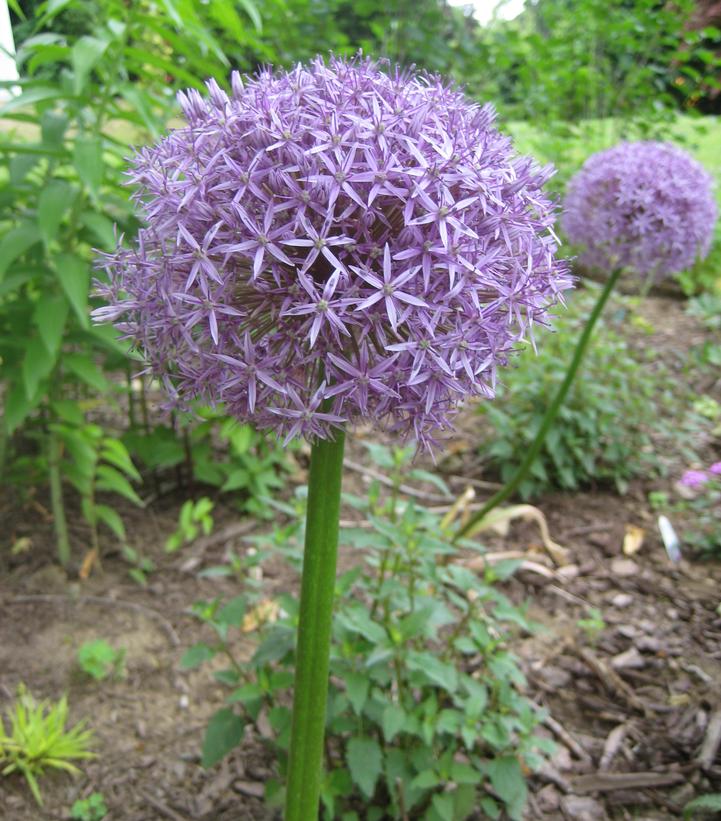 Allium 'Globemaster'