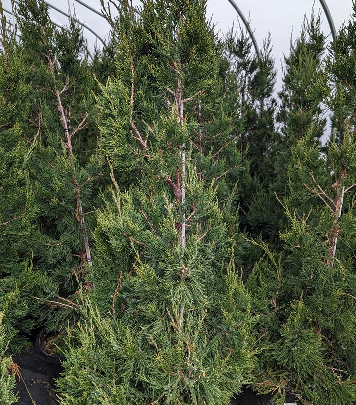 Juniperus c. Hetzii columnaris