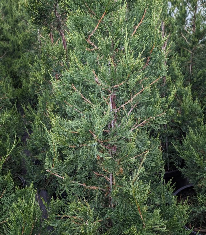 Juniperus c. Hetzii columnaris