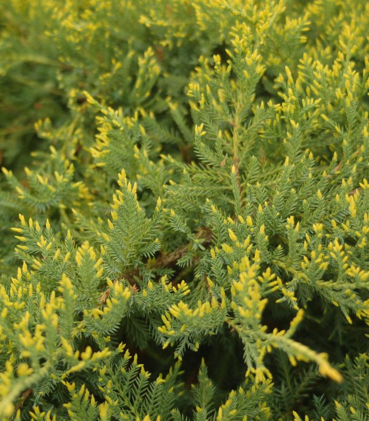 Juniperus chinensis 'Gold Star'