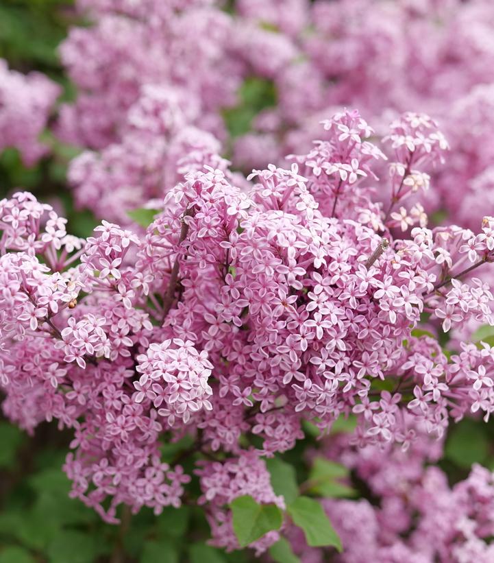 Syringa x pubescens Bloomerang® Purpink