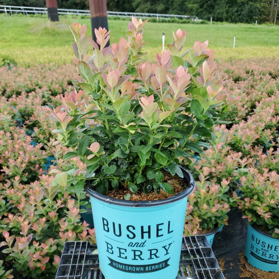 Vaccinium corymbosum hybrid Bushel and Berry® Peach Sorbet®