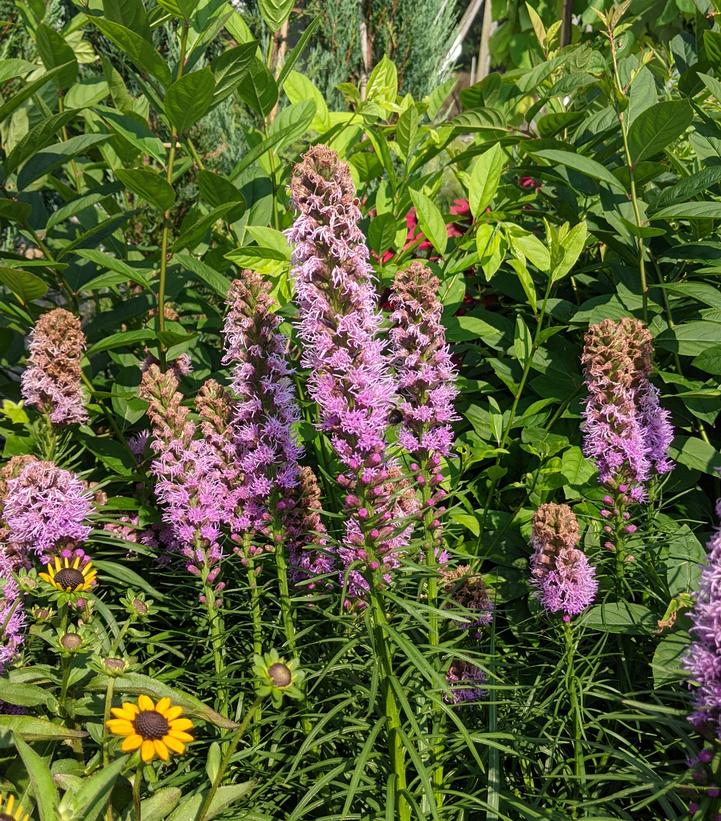 Liatris spicata Kobold Original