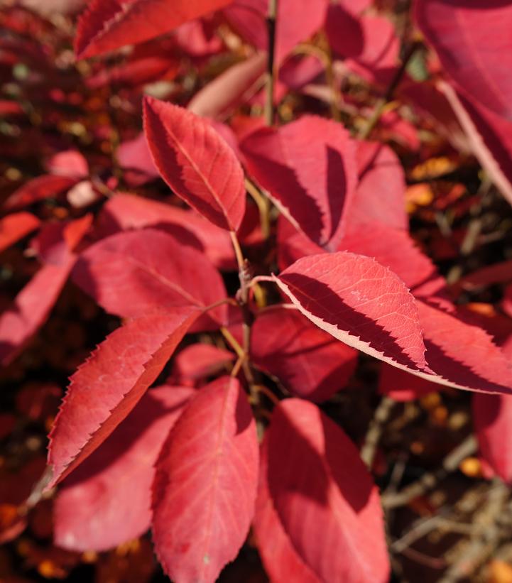 Amelanchier X 'Autumn Brilliance'