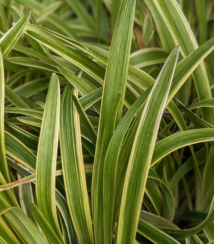 Liriope muscari 'Variegata'