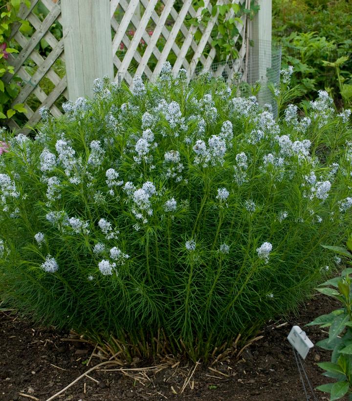 Amsonia hubrectii 