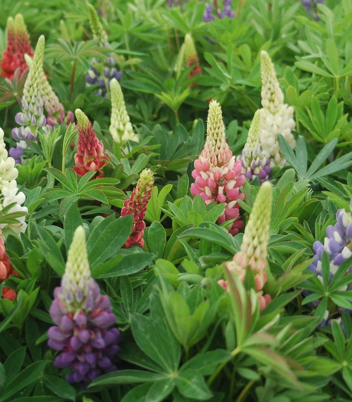 Lupinus Russell Hybrids Mix