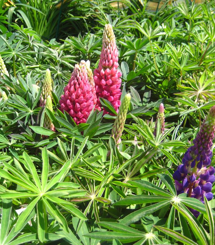 Lupinus Russell Hybrids Mix