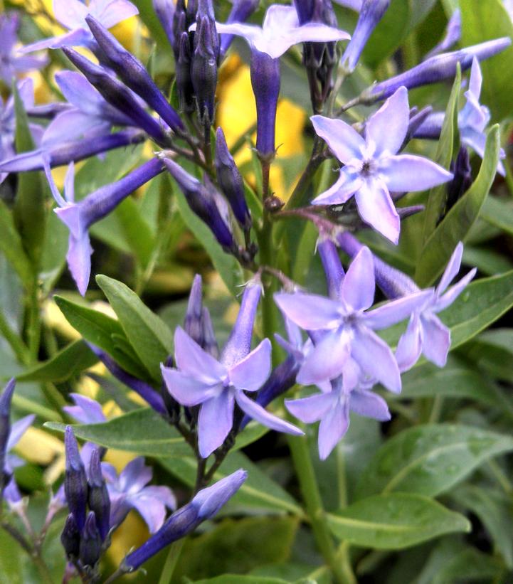 Amsonia tabernaemontana 'Blue Ice'