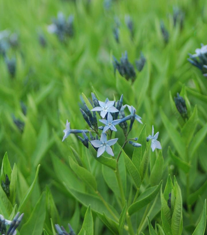 Amsonia tabernaemontana 'Blue Ice'