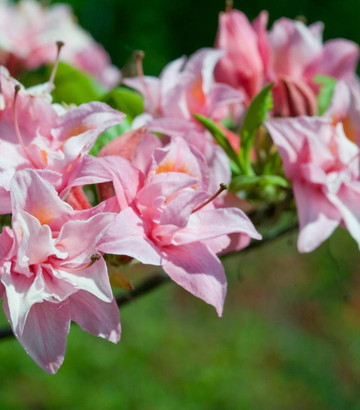 Azalea Electric Lights™ Double Pink