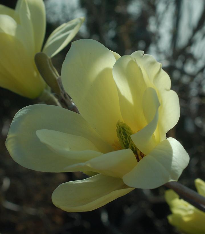 Magnolia X Butterflies