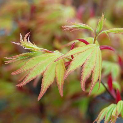 Acer palmatum Orange Dream