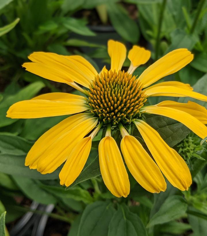 Echinacea hybrid Color Coded™ 'Yellow My Darling'