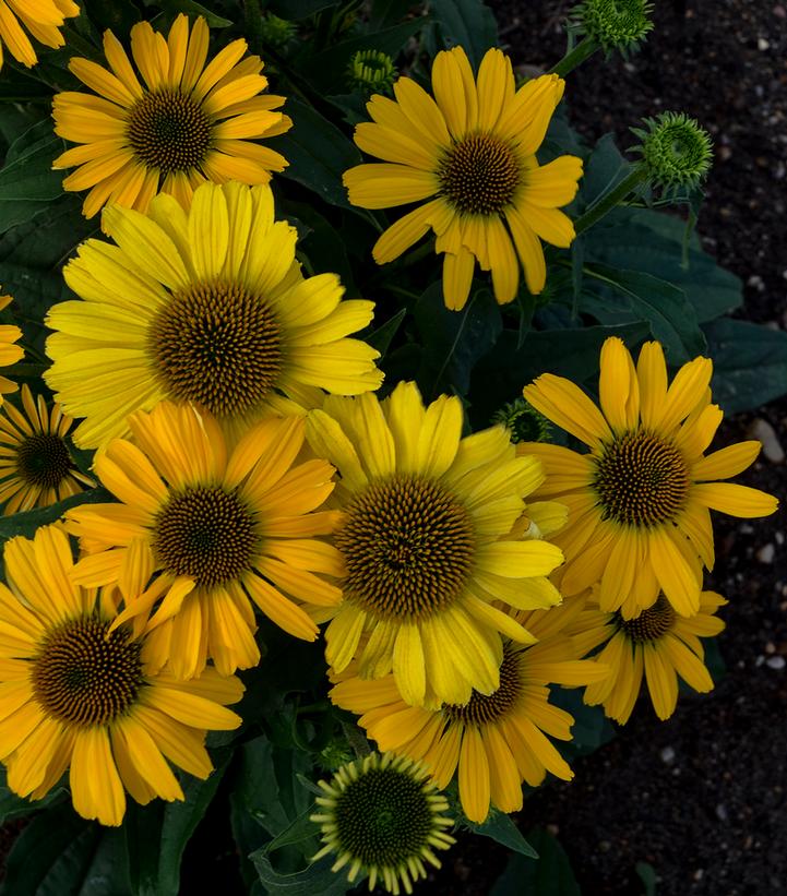 Echinacea hybrid Color Coded™ 'Yellow My Darling'