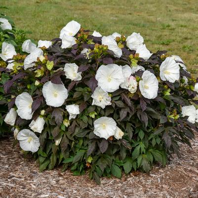 Hibiscus SUMMERIFIC® 'Cookies & Cream'