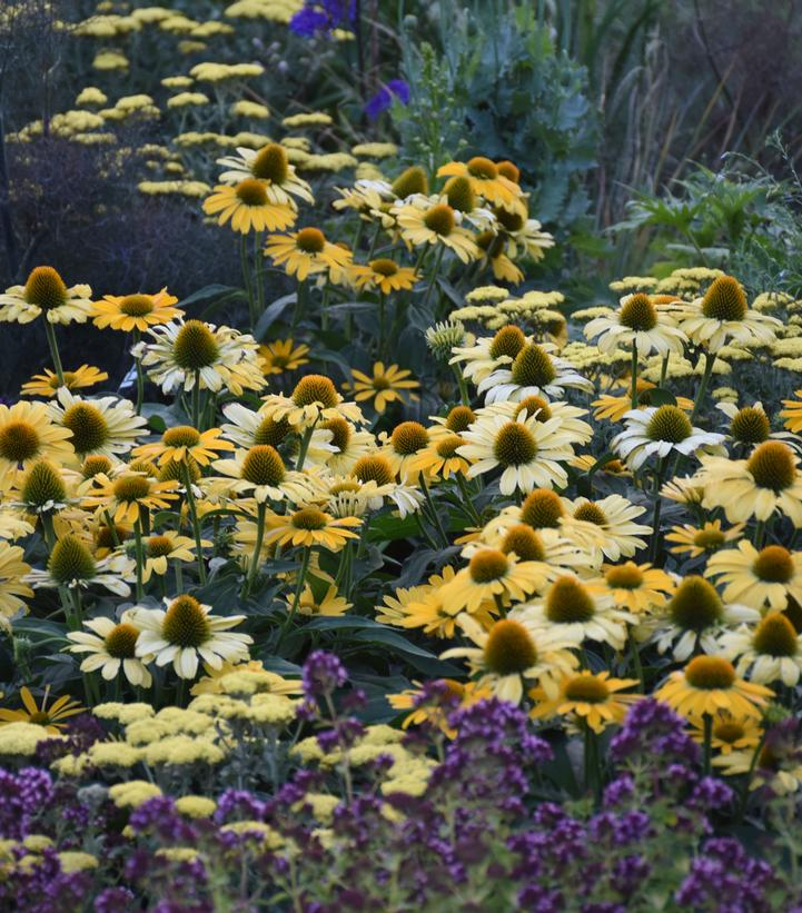 Echinacea hybrid Color Coded™ 'Yellow My Darling'