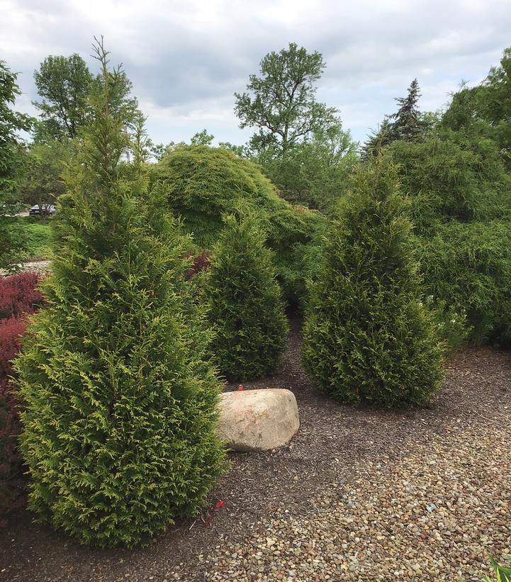 Thuja x plicata 'Junior Giant'