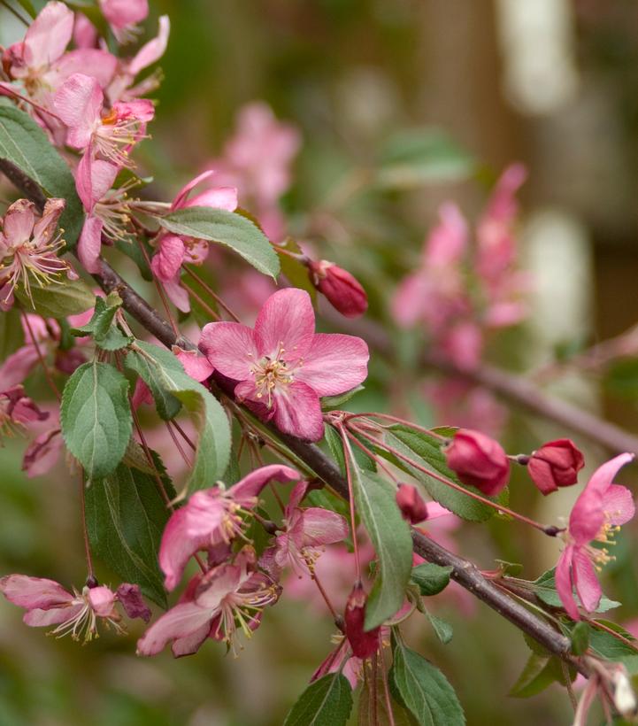 Malus Ruby Tears