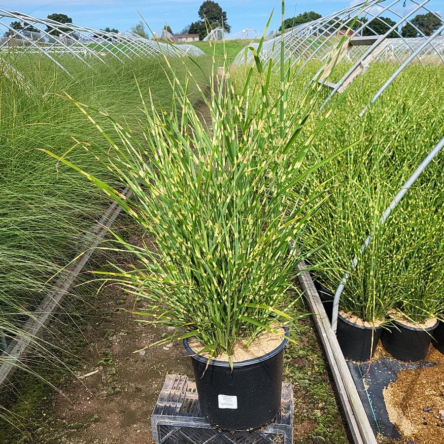 Miscanthus sinensis Strictus