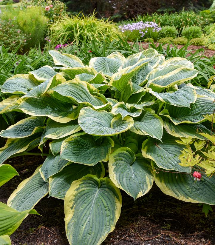 Hosta Shadowland® 'Gigantosaurus'