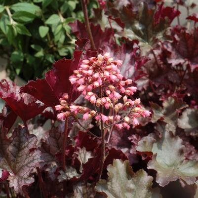 Heuchera 'Plum Pudding'