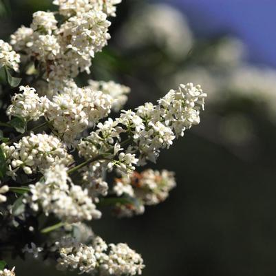 Ligustrum vulgare Cheyenne