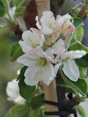 Malus X 'Northpole'