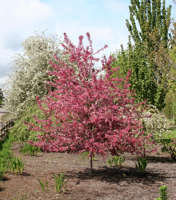 Malus X Royal Raindrops®