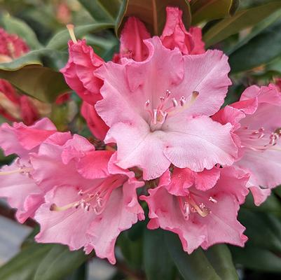 Rhododendron x Dandy Man Color Wheel®